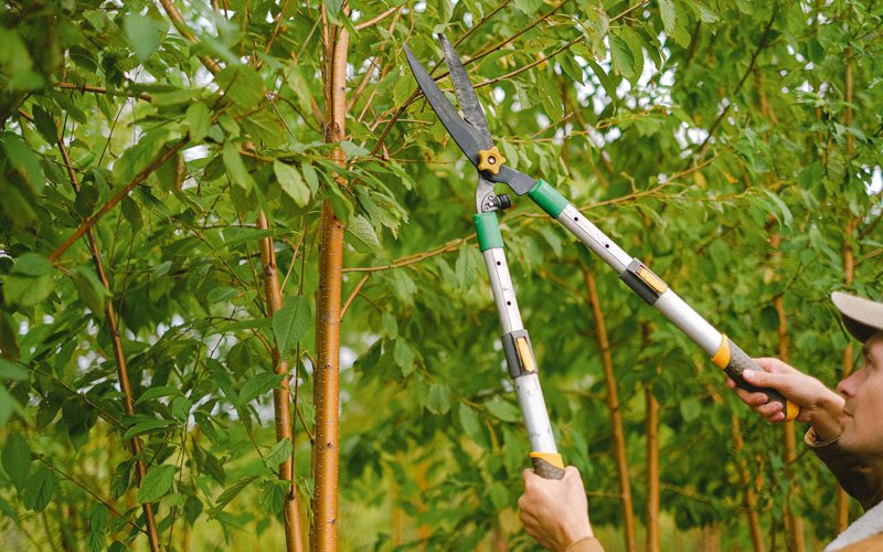 Tree trimming in Wheeler, WI
